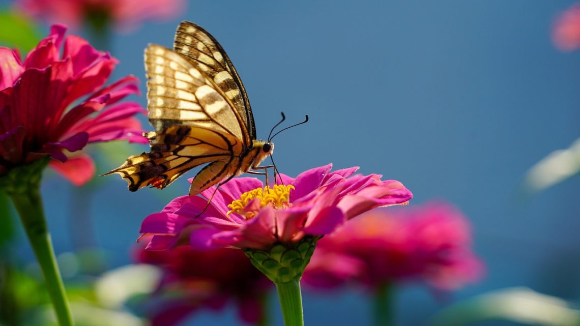 41-09 VOUS, CRÉATURES DU SEIGNEUR